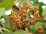 The Maughan Pea